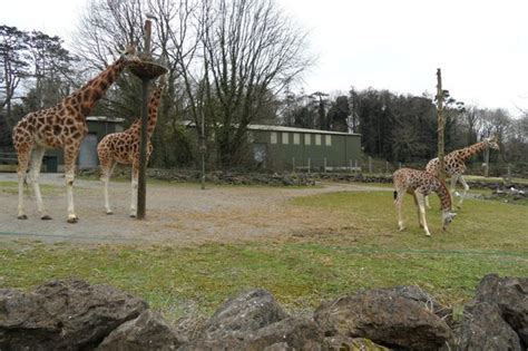 payton zoo|paignton zoo environmental park.